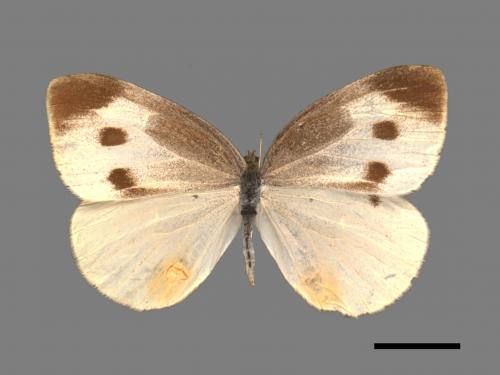 Pieris rapae crucivora[紋白蝶][00015496]