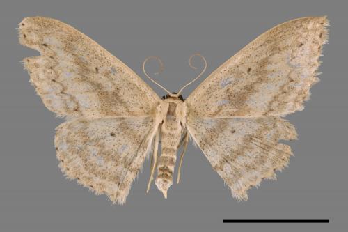 <已分類>Genus：Scopula[00039499]