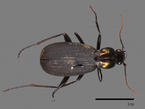 <已分類>Family：Carabidae[步行蟲科][00081580]