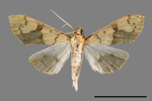 <已分類>Family：Crambidae[草螟科][00063800]