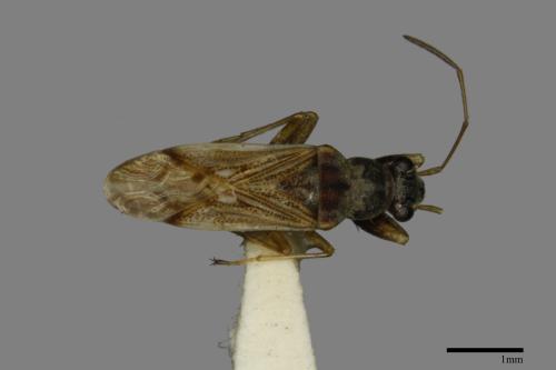 Pseudopachybrachius guttus[圓眼長蝽][00079694]