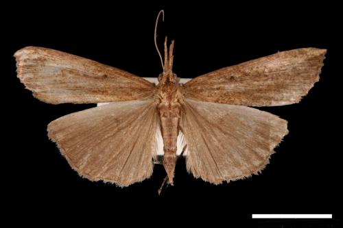 Hypena longipennis[00009661]
