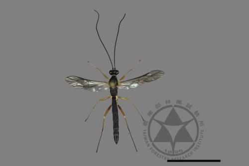 <已分類>Family：Ichneumonidae[姬蜂科][00182738]