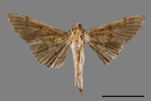 <已分類>Family：Crambidae[草螟科][00031712]