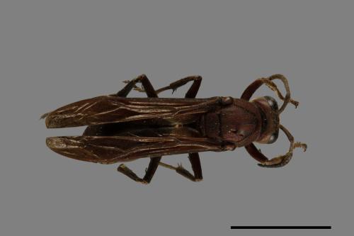 Polistes tenebricosus[赭褐長腳蜂][00074304]