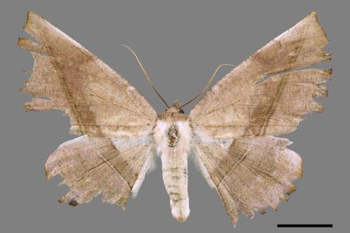 Sarcinodes yayeyamanus[一線沙尺蛾][00045188]