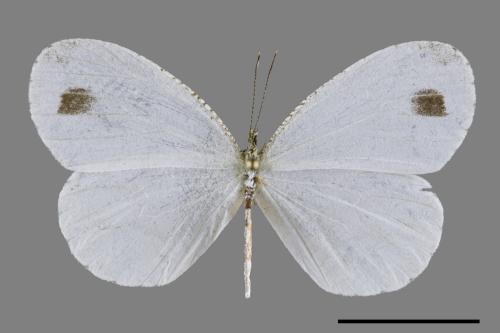 Leptosia nina niobe[黑點粉蝶][00094535]