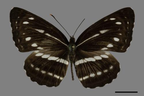 Neptis nata lutatia[臺灣三線蝶][00101343]