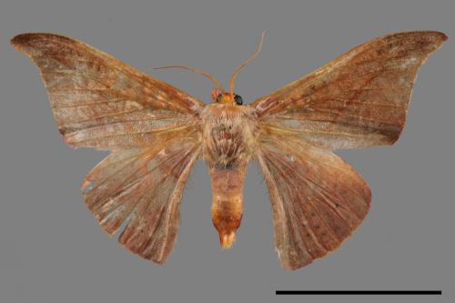 Oreta insignis[交讓木鉤蛾][00020103]