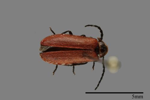 <已分類>Family：Lampyridae[螢科][00091599]