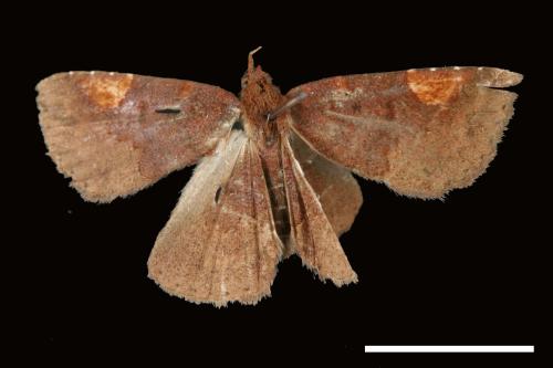 Pangrapta costinotata[00007854]