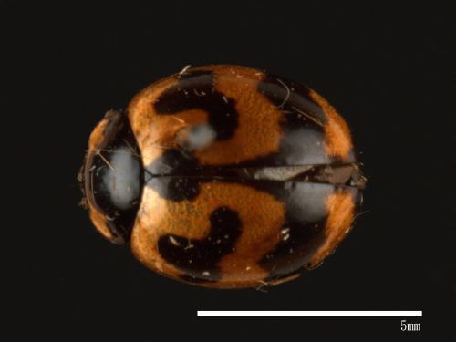 Coccinella transversalis[狹臀瓢蟲][00013049]