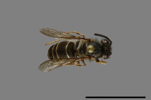 Vespula flaviceps[細黃胡蜂][00073279]