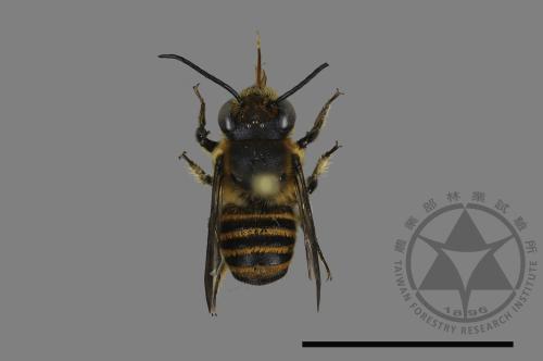 <已分類>Genus：Megachile[切葉蜂屬][00196482]