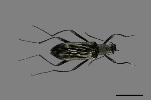 <已分類>Family：Tenebrionidae[擬步行蟲科][00084889]