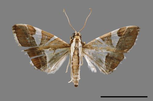 Glyphodes itysalis[00052615]
