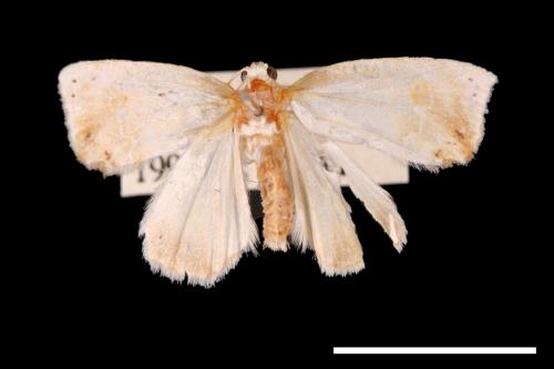 <已分類>Genus：Olulis[00007616]