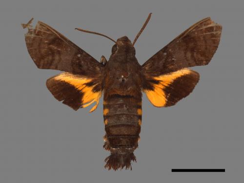 Macroglossum pyrrhosticta[黃斑長喙天蛾][00016606]