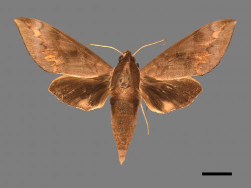 Acosmerycoides harterti[鋸線天蛾][00017517]