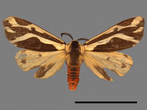 Paraspilarctia magna[雙紋污燈蛾][00018583]
