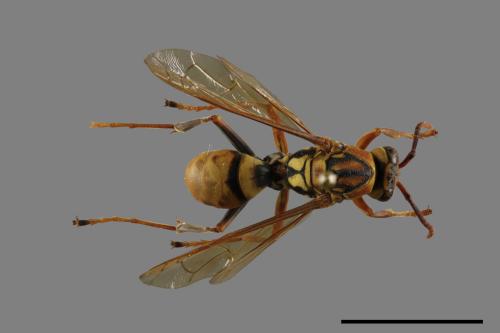 Polistes formosanus[00117574]