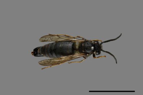 Vespula flaviceps[細黃胡蜂][00073409]