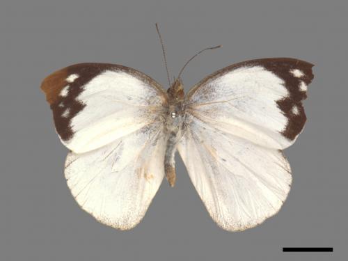 Appias indra aristoxemus[雲紋粉蝶][00013983]