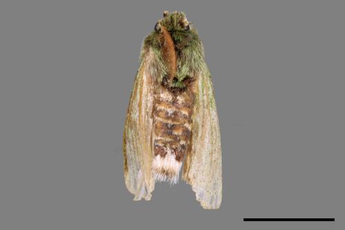 Stauropus takamukuana[綠蟻舟蛾][00035482]