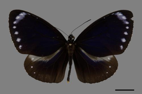 Euploea tulliolus koxinga[小紫斑蝶][00101149]