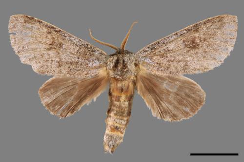 Mesophalera sigmata[下黑舟蛾][00053527]