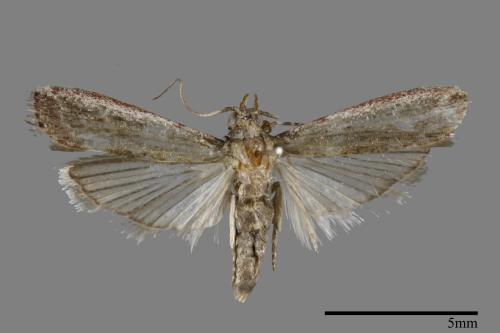 <已分類>Family：Pyralidae[螟蛾科][00093060]