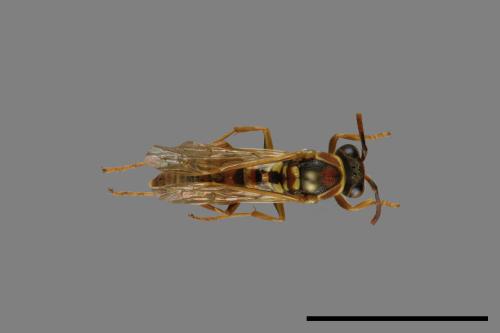 Polistes shirakii[shirakii][00072781]