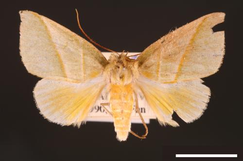 Hylophilodes tsukusensis[00004443]