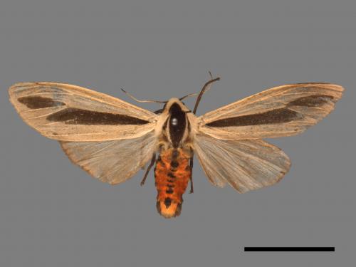 Creatonotos gangis[黑條灰燈蛾][00022015]