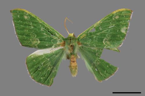 Tanaorhinus formosanus[單點鐮翅青尺蛾][00057457]