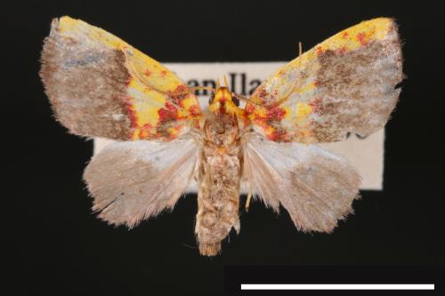 Siglophora sanguinolenta[內黃血斑瘤蛾][00004830]