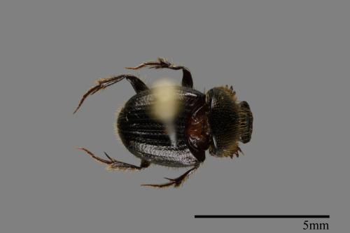 <已分類>Family：Geotrupidae[糞金龜科][00092714]