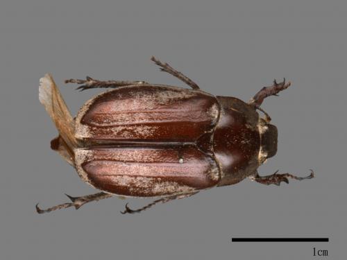 Pollaplonyx eriophorus[軟毛褐金龜][00081841]