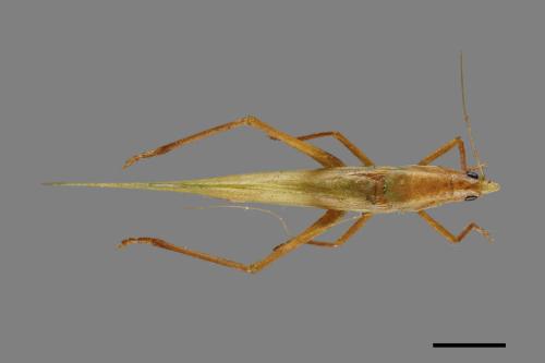 <已分類>Order：Orthoptera[直翅目][00026065]