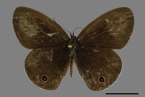 Ypthima multistriata[臺灣波紋蛇目蝶][00094521]