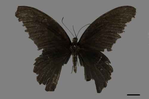 Papilio memnon heronus[大鳳蝶][00101222]