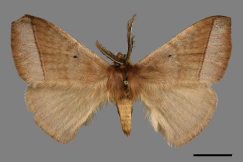 Apona fuliginosa[兩色帶蛾(灰帶蛾)][00069309]