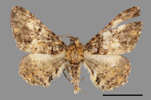 Alcis taiwanovariegata[暗黃斑霜尺蛾][00038724]