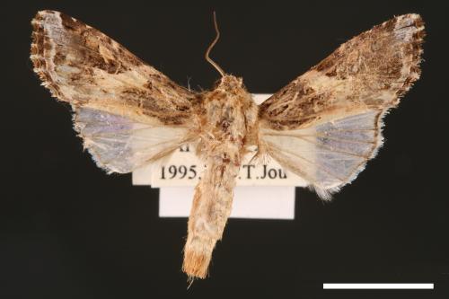 Spodoptera litura[斜紋夜蛾][00002797]