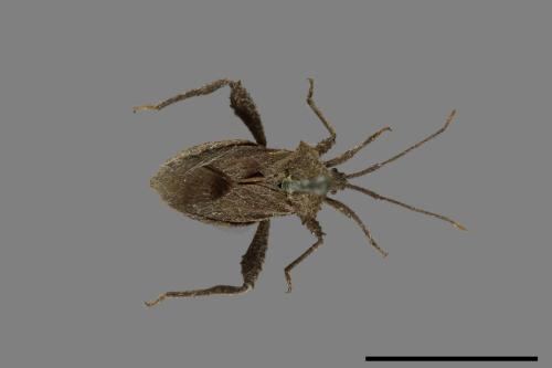 Acanthocoris scaber[瘤緣蝽][00075299]