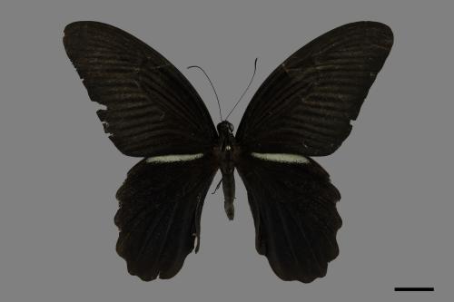 Papilio protenor protenor[黑鳳蝶][00102045]