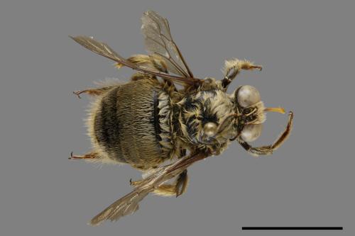 Xylocopa collaris sauteri[白領帶木蜂紹德亞種][00094370]