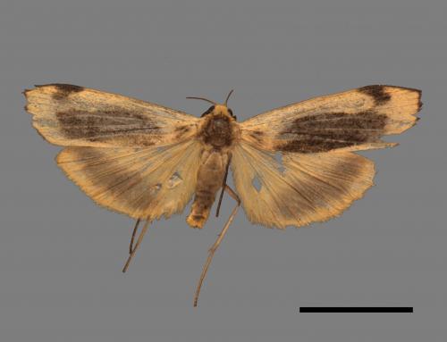 Thysanoptyx incurvata[長斑土苔蛾][00045494]