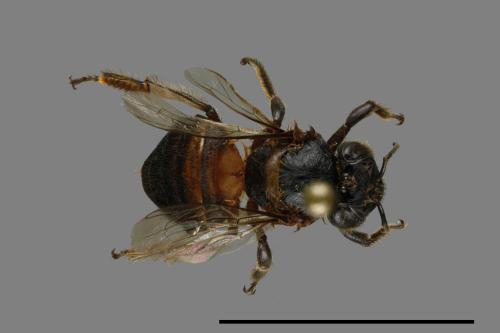 <已分類>Family：Apidae[蜜蜂科][00074759]