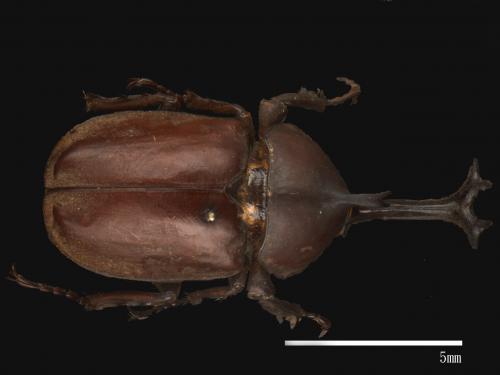 Allomyrina dichotomus[獨角仙][00086144]